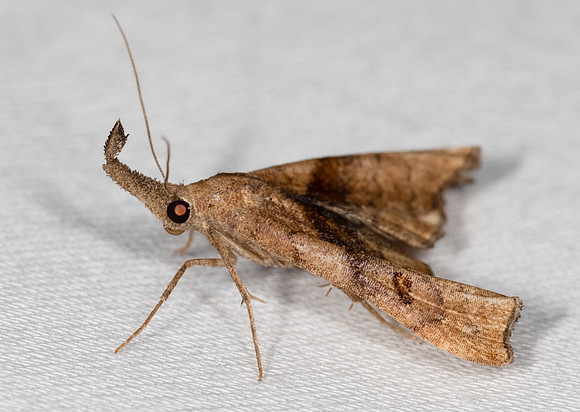 Dark-spotted Palthis, Palthis angulalis, Delaware County, Ohio, July 31, 2021 (16)