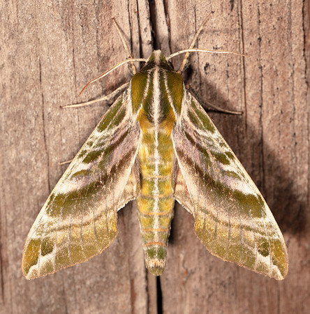 Hydrangea Sphinx, Darapsa versicolor, Highland County, Ohio, July 17, 2020