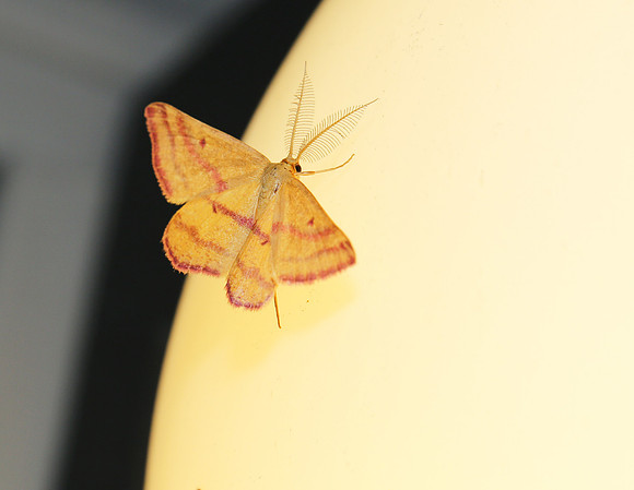 Chickweed Geometer, Haematopis grataria, Franklin County, Ohio, August 8, 2013