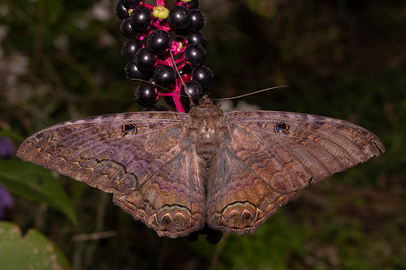 Black Witch, Ascalapha odorata, Fayette County, Ohio, October 6, 2020 (2)