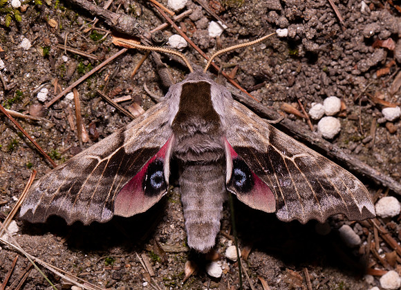One-eyed Sphinx, Smerinthus cerisyi, Presque Isle County, Michigan, May 24, 2021
