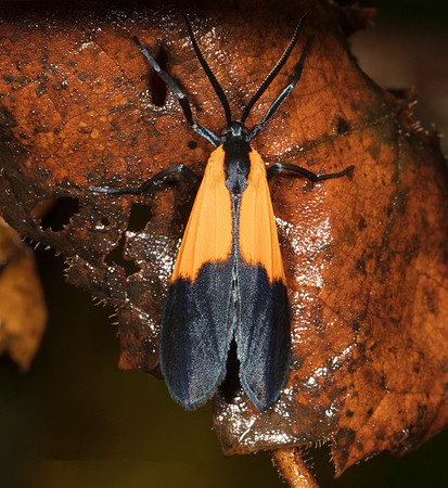 Black-and-yellow Lichen Moth, Lycomorpha pholus, Adams County, Ohio, September 8, 2018