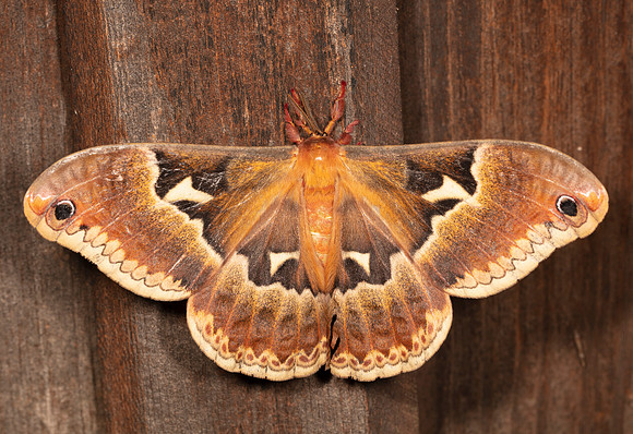 Tuliptree Silkmoth, Callosamia angulifera, Highland County, Ohio, July 17, 2020