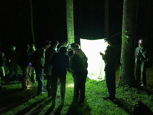 Mothing, Mothapalooza, Shawnee State Forest, Scioto County, Ohio, July 5, 2017