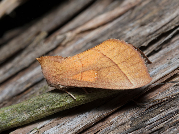 White-dotted Prominent, Nadata gibbosa, Abner Hollow Prairie, Edge of Appalachia, Adams Co., OH July 17, 2016 (14)
