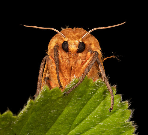 Isabella Tiger Moth, Pyrrharctia isabella, Washington County, Ohio, June 20, 2020