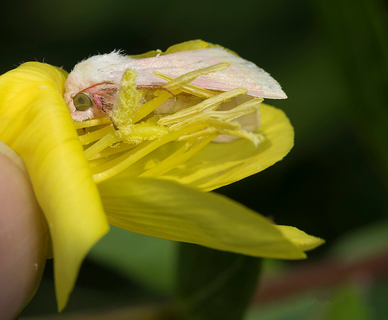 Primrose Moth, Schinia florida, in primrose flower, Erie County, Ohio, August 19, 2018