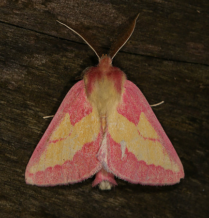 Pink Prominent, Hyparpax aurora, Adams County, Ohio, June 25, 2014