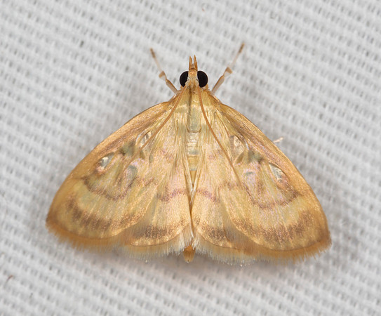 Pale-winged Crocidophora, Crocidophora tubercalis, Scioto County, Ohio, July 12, 2019