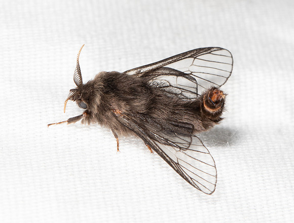 Evergreen Bagworm Moth Thyridopteryx ephemeraeformis, Adams County, Ohio, September 21, 2019