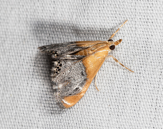 Sooty-winged Chalcoela, Chalcoela iphitalis, Adams County, Ohio, August 4, 2016