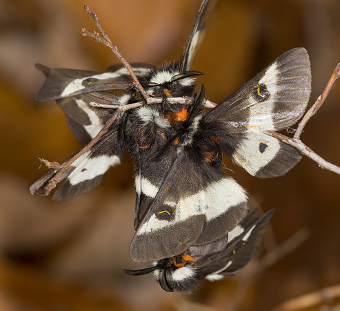 Buck Moth, Hemileuca maia, Scioto County, Ohio, November 1, 2015