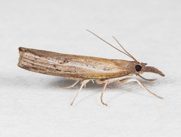 Changeable Grass-veneer, Fissicrambus mutabilis, Worthington, Franklin County, Ohio, August 2, 2020