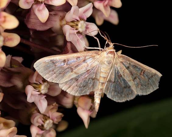 Bold-feathered Grass Moth, Herpetogramma pertextalis, Crawford County, Ohio, July 23, 2020