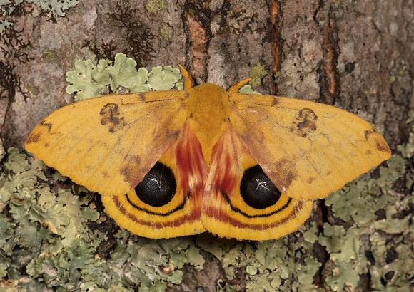 Io Moth, Automeris io, Scioto County, Ohio, August 24, 2019