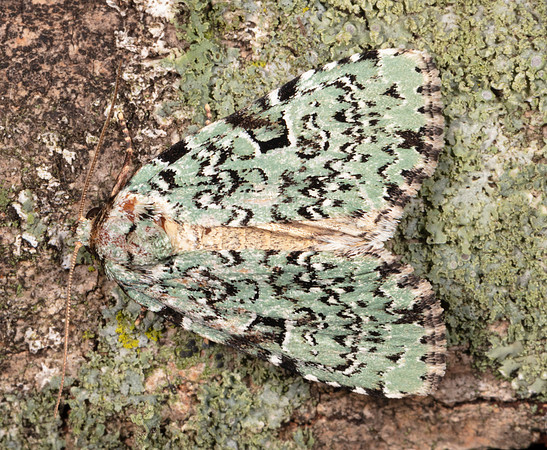 Green Leuconycta, Leuconycta diphteroides, Crawford County, Ohio, July 7, 2020
