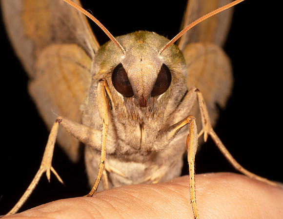 Pandorus Sphinx, Eumorpha pandorus, Highland County, Ohio, July 17, 2020