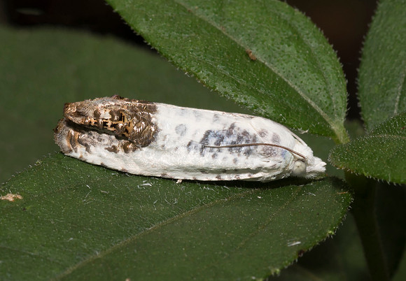 Giant Eucosma Moth, Eucosma giganteana, Adams County, Ohio, August 4, 2018