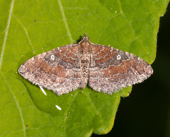 The Gem, Orthonama obstipata, Lake County, Ohio, August 13, 2019