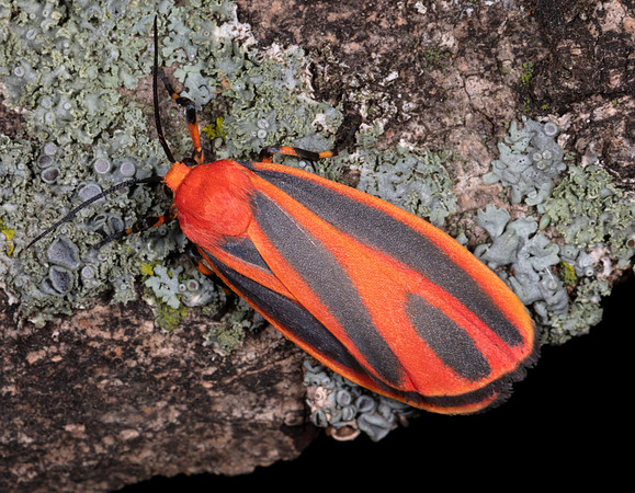 Scarlet-winged Lichen Moth, Hypoprepia miniata, Crawford County, Ohio, July 7, 2020