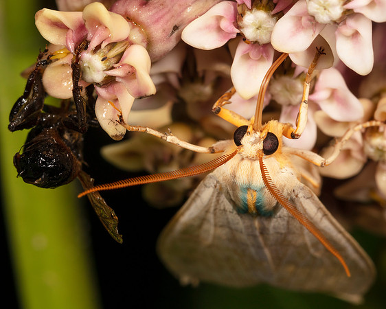 Tussock Moth, Halysidota ssp., on Asclepias syriaca, Crawford County, Ohio, July 23, 2020