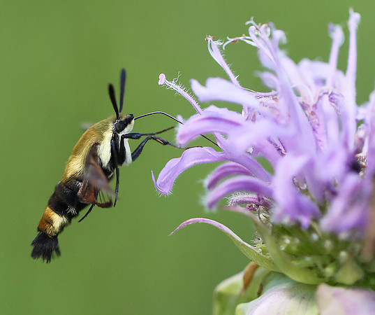Snowberry Clearwing, Hemaris diffinis, Warren County, Ohio, July 4, 2014
