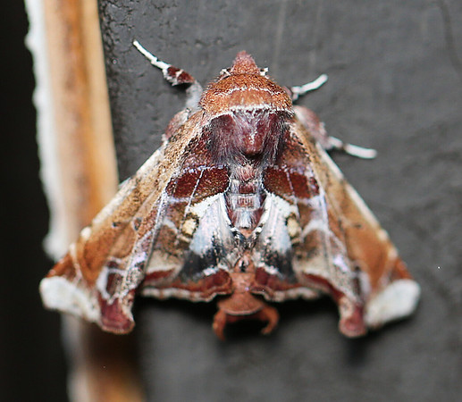 Beautiful Eutelia, Eutelia pulcherrimus,, Fayette County, West Virginia, May 3, 2013
