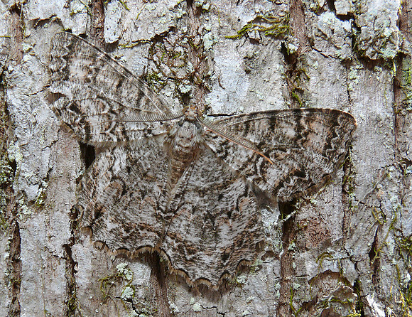 Tulip Tree Beauty, Epimecis hortaria, Scioto County, Ohio, April 12, 2010