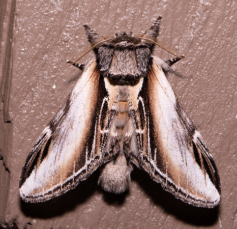Black-rimmed Prominent, Pheosia rimosa, Michigan, May 20, 2021 (3) copy