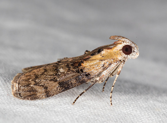 Striped Oak Webworm Moth, Pococera expandens, Crawford County, Ohio, July 7, 2020