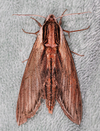Laurel Sphinx, Sphinx kalmiae, Scioto County, Ohio, August 7, 2016