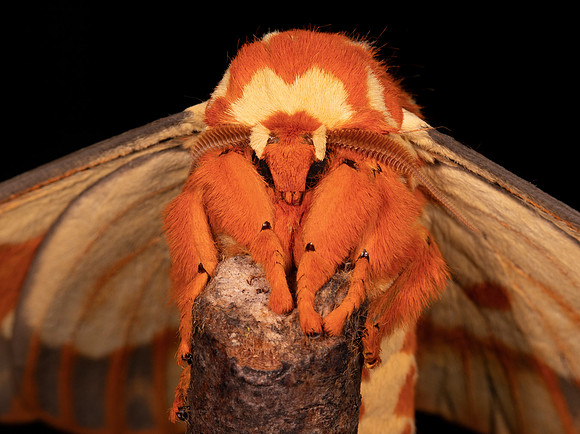 Regal Moth, Citheronia regalis, Highland County, Ohio, July 17, 2021 (29) copy