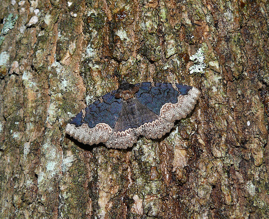 Horrid Zale, Zale horrida, at baited tree trunk, Fairfield County, Ohio, July 17, 2012