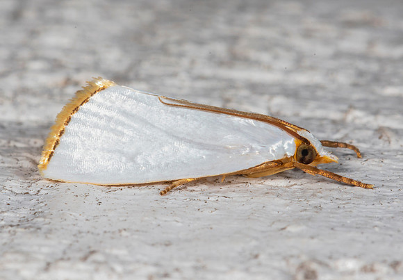 Snowy Urola, Urola nivalis, Franklin County, Ohio, August 16, 2020