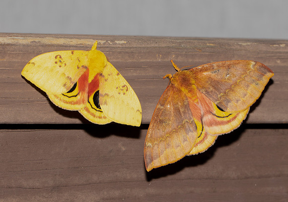 Io Moth, Automeris io, Scioto County, Ohio, July 5, 2017