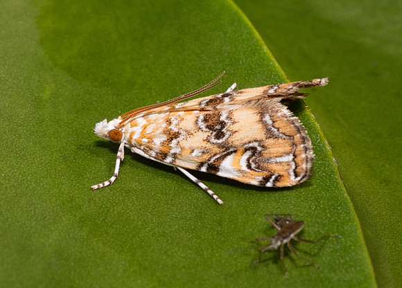 Waterlily Borer Moth, Elophila gyralis, Fairfield County, Ohio, August 27, 2018
