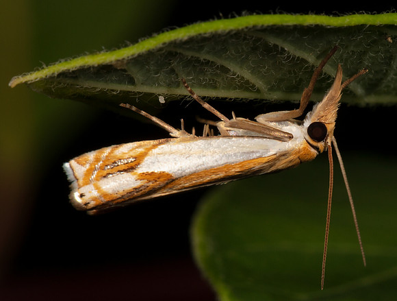 Double-banded Grass-veneer, Crambus agitatellus, Crawford County, Ohio, July 7, 2020