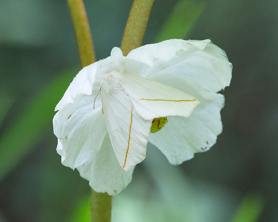 White Slantline, Tetracis cachexiata, on mayapple flower, Hocking County, Ohio, May 21, 2019