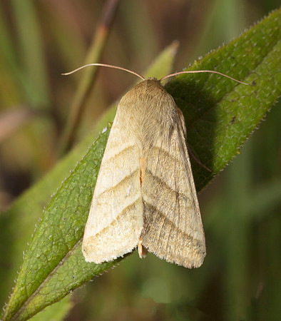 Tobacco Budworm Moth, Heliothis virescens, Pike Co., OH September 26, 2018 (8)