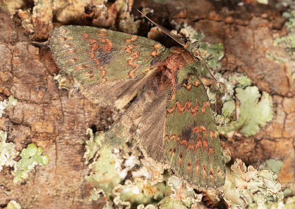 Wavy-lined Heterocampa, Heterocampa biundata, Highland County, Ohio, August 8, 2020