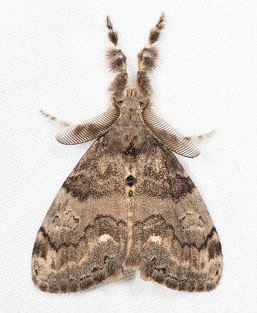White-marked Tussock Moth, Orgyia leucostigma, Crawford County, Ohio, July 7, 2020