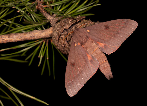Pine Devil, Citheronia sepulcralis, Hocking County, Ohio, July 9, 2021 (25)
