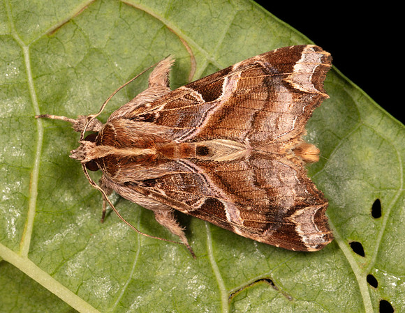 Florida Fern Moth, Callopistria floridensis, Franklin County, Ohio, August 22, 2020 (2)