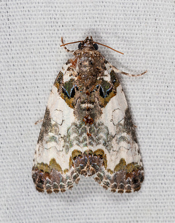 Tufted Bird-dropping Moth, Cerma cerintha, Highland County, Ohio, July 17, 2020