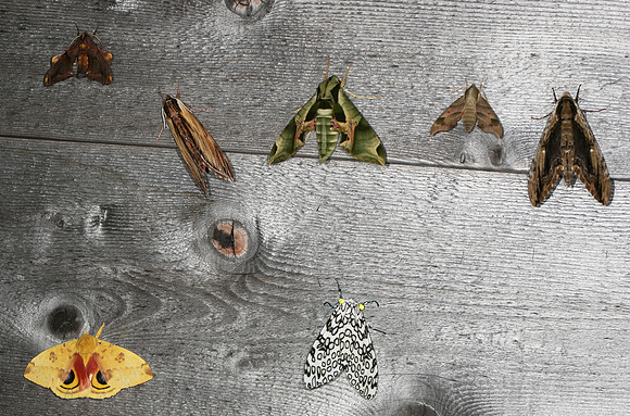 Moths, Edge of Appalachia Preserve, Adams County, Ohio, June 25, 2014