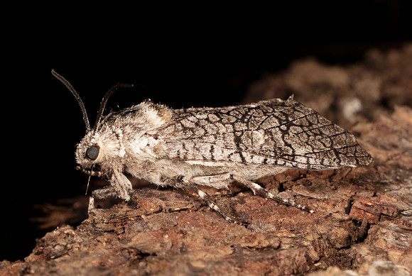 Robin's Carpenterworm Moth, Prionoxystus robiniae, Vinton County, Ohio, June 15, 2020