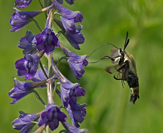 Snowberry Clearwing, Hemaris diffinis, Gallagher Fen, Clark Co., OH July 15, 2018 (18)