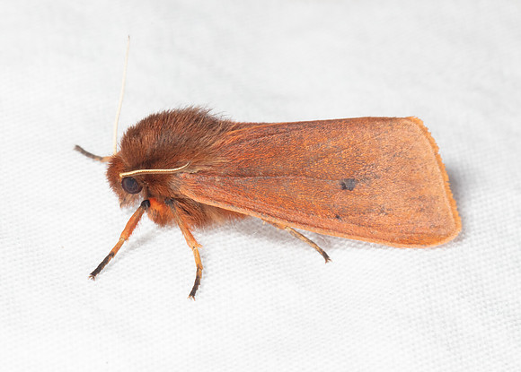 Ruby Tiger Moth, Phragmatobia fuliginosa, Crawford County, Ohio, July 7, 2020