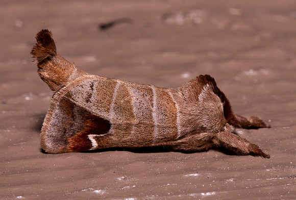 Sigmoid Prominent, Clostera albosigma, Presque Isle County, Michigan, May 22, 2021 (3)