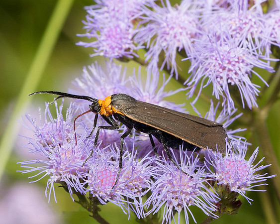 Yellow-collared Scape Moth, Cisseps fulvicollis, Pike County, Ohio, September 26, 2018